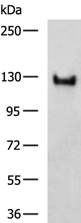 Rabbit Polyclonal Antibody to MAGEL2