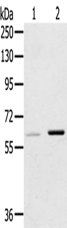 Rabbit Polyclonal Antibody to ME1
