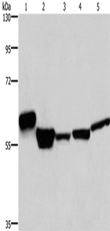 Rabbit Polyclonal Antibody to MFSD2A