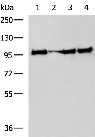 Rabbit Polyclonal Antibody to MAP3K11