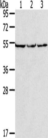 Rabbit Polyclonal Antibody to MMP23B