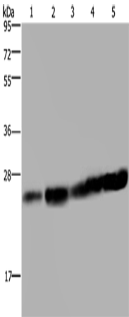 Rabbit Polyclonal Antibody to MOB1A