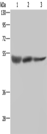 Rabbit Polyclonal Antibody to STK26