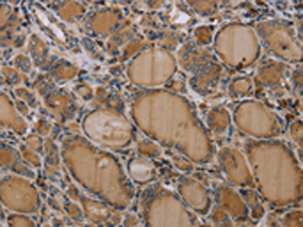 Rabbit Polyclonal Antibody to NLRP4