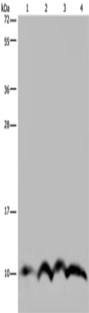 Rabbit Polyclonal Antibody to NDUFA4