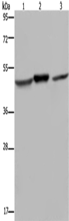 Rabbit Polyclonal Antibody to NDUFS2