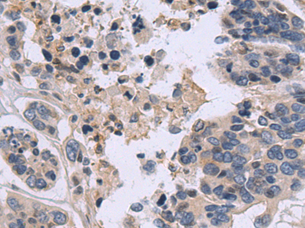 Rabbit Polyclonal Antibody to NUCB2