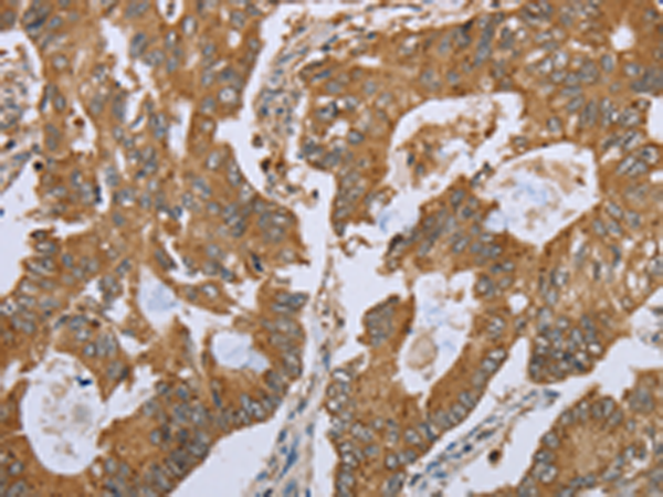 Rabbit Polyclonal Antibody to NLRP10