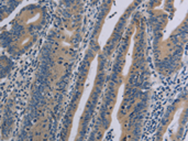 Rabbit Polyclonal Antibody to NLRP9
