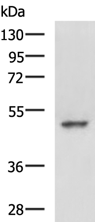 Rabbit Polyclonal Antibody to MYCN