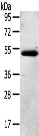 Rabbit Polyclonal Antibody to NR2F2