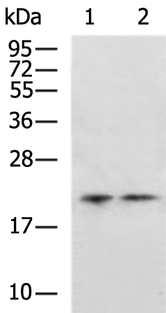 Rabbit Polyclonal Antibody to NRAS