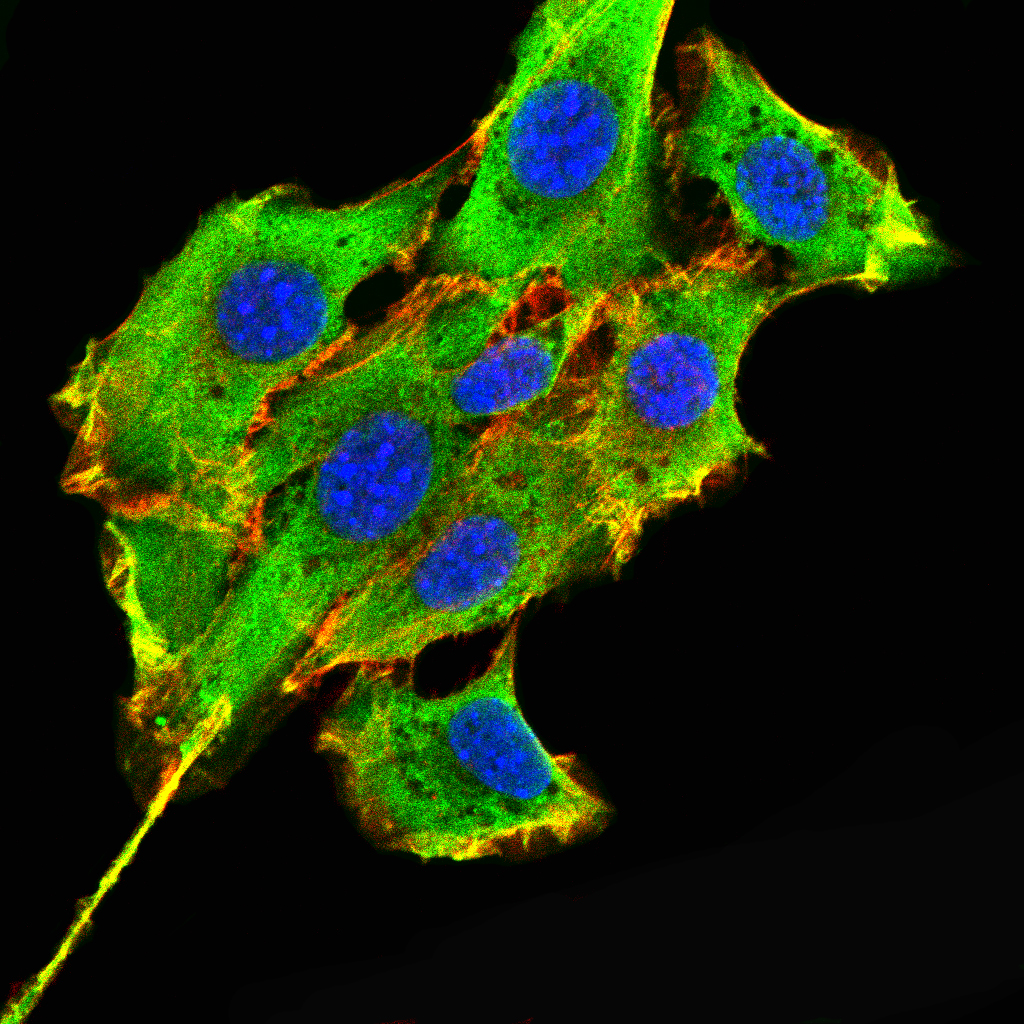 Mouse Monoclonal Antibody to CD28