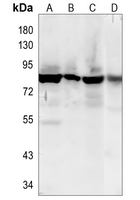 Rabbit Monoclonal Antibody to FURIN