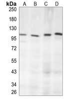 Rabbit Monoclonal Antibody to PDE4B