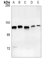 Rabbit Monoclonal Antibody to XPO5