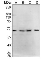 Rabbit Monoclonal Antibody to GABRA5