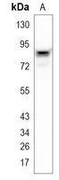 Rabbit Monoclonal Antibody to SUN2