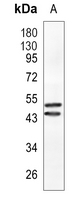 Rabbit Monoclonal Antibody to CLP1