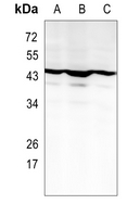 Rabbit Monoclonal Antibody to NFE2