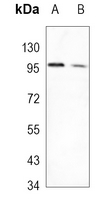 Rabbit Monoclonal Antibody to AGO3