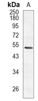 Rabbit Monoclonal Antibody to COPS4