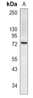 Rabbit Monoclonal Antibody to HSPA12A