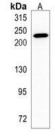 Rabbit Monoclonal Antibody to MYH7B