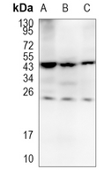 Rabbit Monoclonal Antibody to CSN1S1