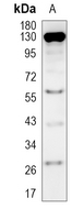 Rabbit Monoclonal Antibody to SRD5A2