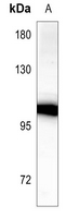 Rabbit Polyclonal Antibody to CDH18