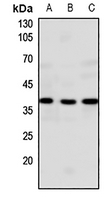 Rabbit Polyclonal Antibody to GPR20