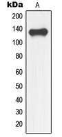 Rabbit Polyclonal Antibody to NFRKB