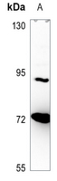 Rabbit Polyclonal Antibody to NPAS2