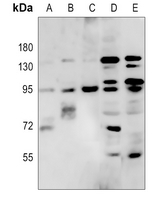 Rabbit Polyclonal Antibody to RFX3