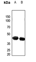 Rabbit Polyclonal Antibody to ECI2
