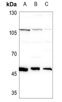 Rabbit Polyclonal Antibody to RBM34