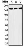 Rabbit Polyclonal Antibody to NACAD