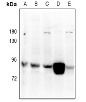 Rabbit Polyclonal Antibody to RGL1