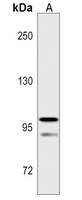 Rabbit Polyclonal Antibody to ABCA5