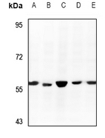 Rabbit Polyclonal Antibody to RCC2