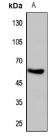 Rabbit Polyclonal Antibody to HIF3A