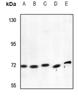 Rabbit Polyclonal Antibody to RAB11FIP4