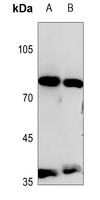 Rabbit Polyclonal Antibody to PIK3R6