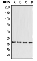 Rabbit Polyclonal Antibody to CCBE1