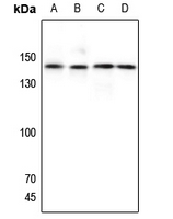 Rabbit Polyclonal Antibody to GPR125