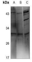 Rabbit Polyclonal Antibody to RAD1