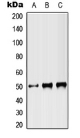 Rabbit Polyclonal Antibody to ST3GAL3
