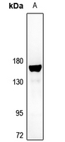 Rabbit Polyclonal Antibody to BMP2K
