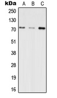 Rabbit Polyclonal Antibody to INPP5E